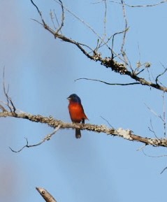 Painted Bunting - ML617975044