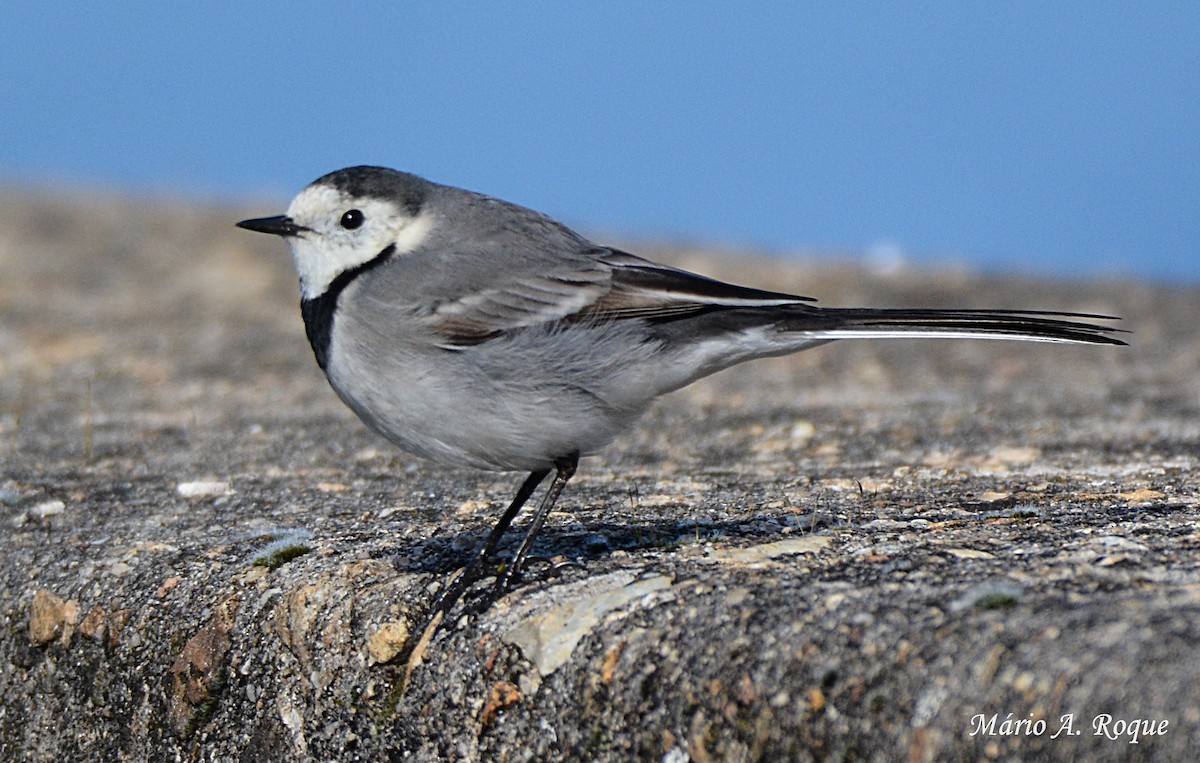 White Wagtail - Mário Roque