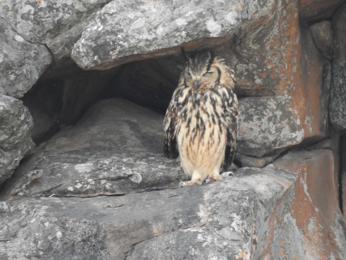 Rock Eagle-Owl - ML617975165