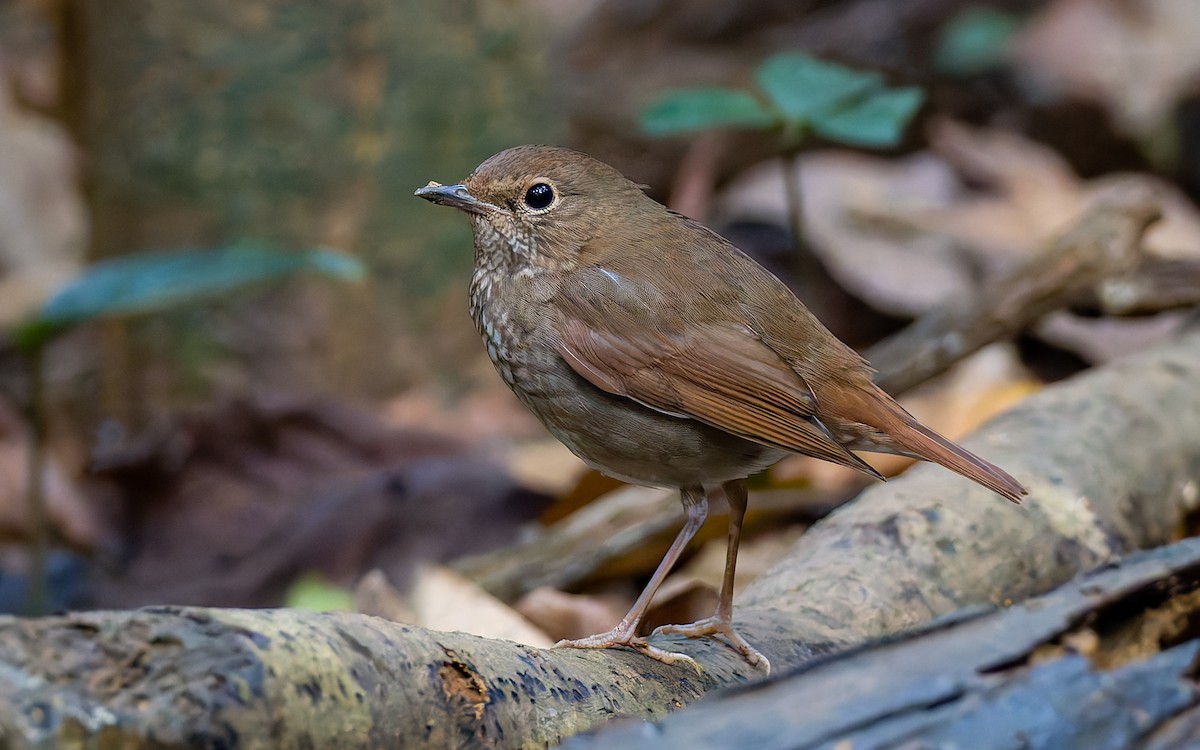 Rufous-tailed Robin - ML617975166