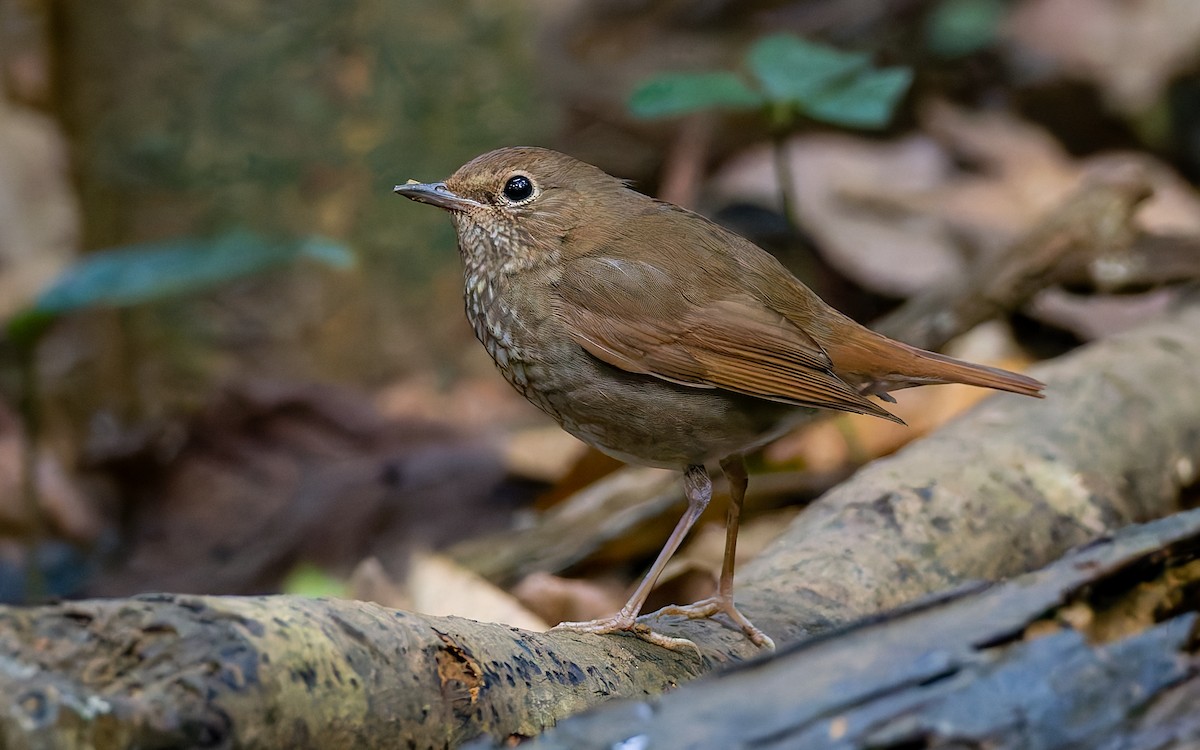 Rufous-tailed Robin - Peter Kennerley