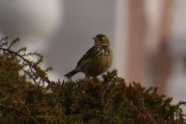 Meadow Pipit - ML617975185