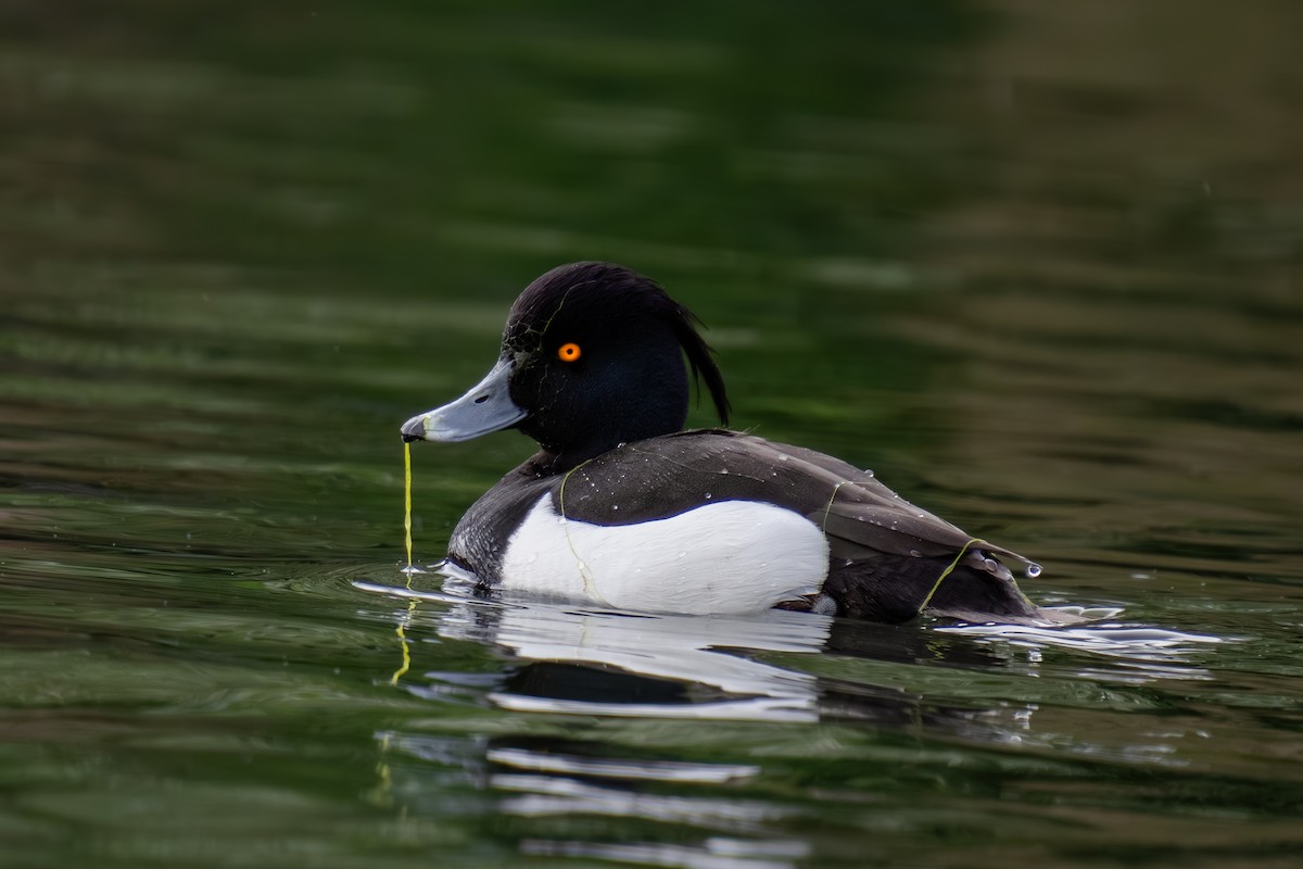 Tufted Duck - ML617975188