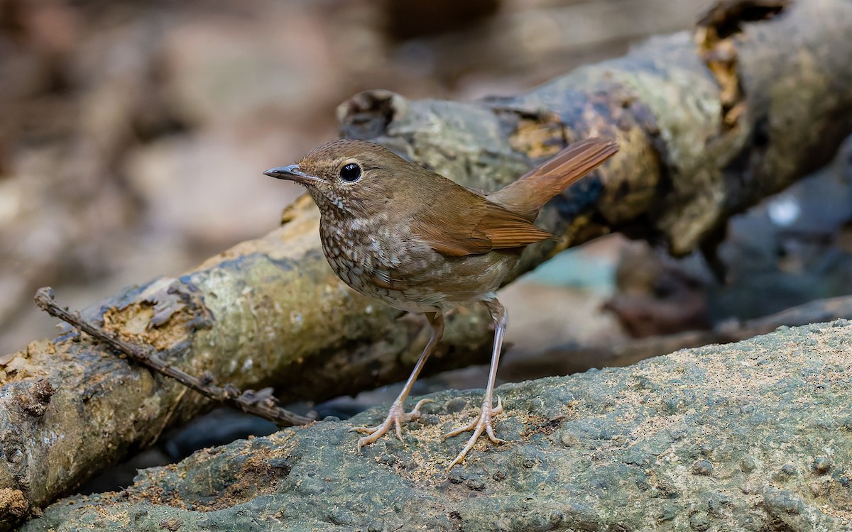 Rufous-tailed Robin - Peter Kennerley