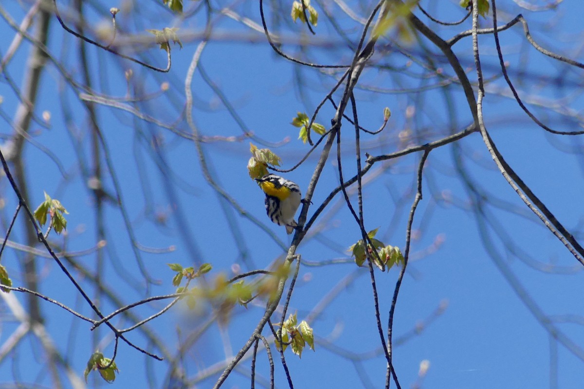 Yellow-throated Warbler - ML617975243