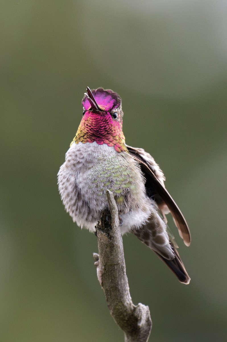 Anna's Hummingbird - ML617975279