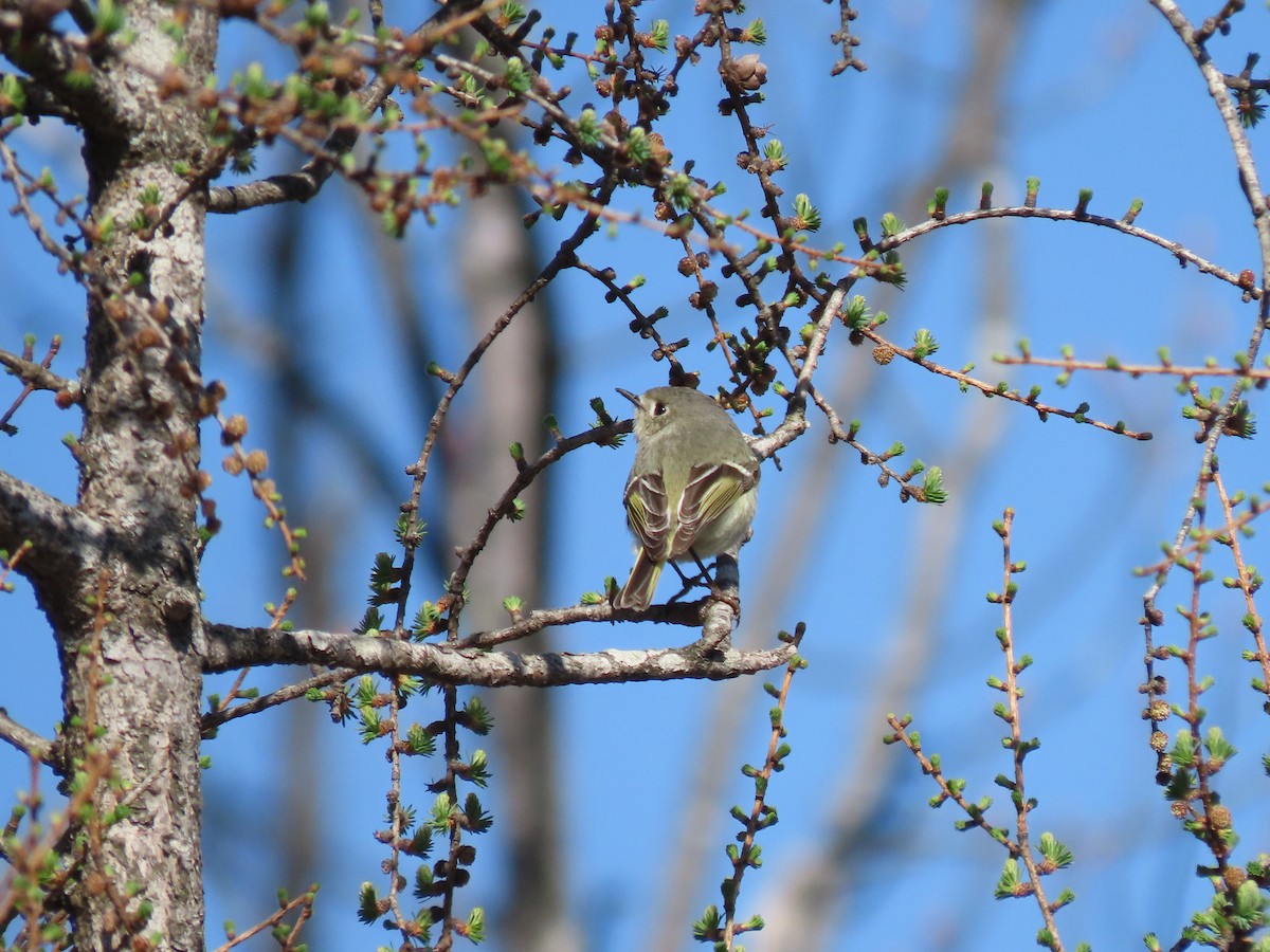 Ruby-crowned Kinglet - Collin Smith