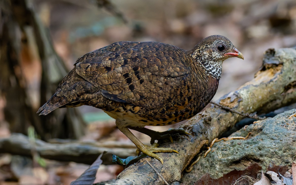 Scaly-breasted Partridge (Tonkin) - ML617975296