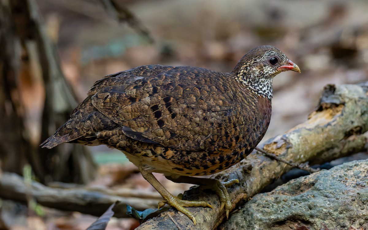 Scaly-breasted Partridge (Tonkin) - ML617975312