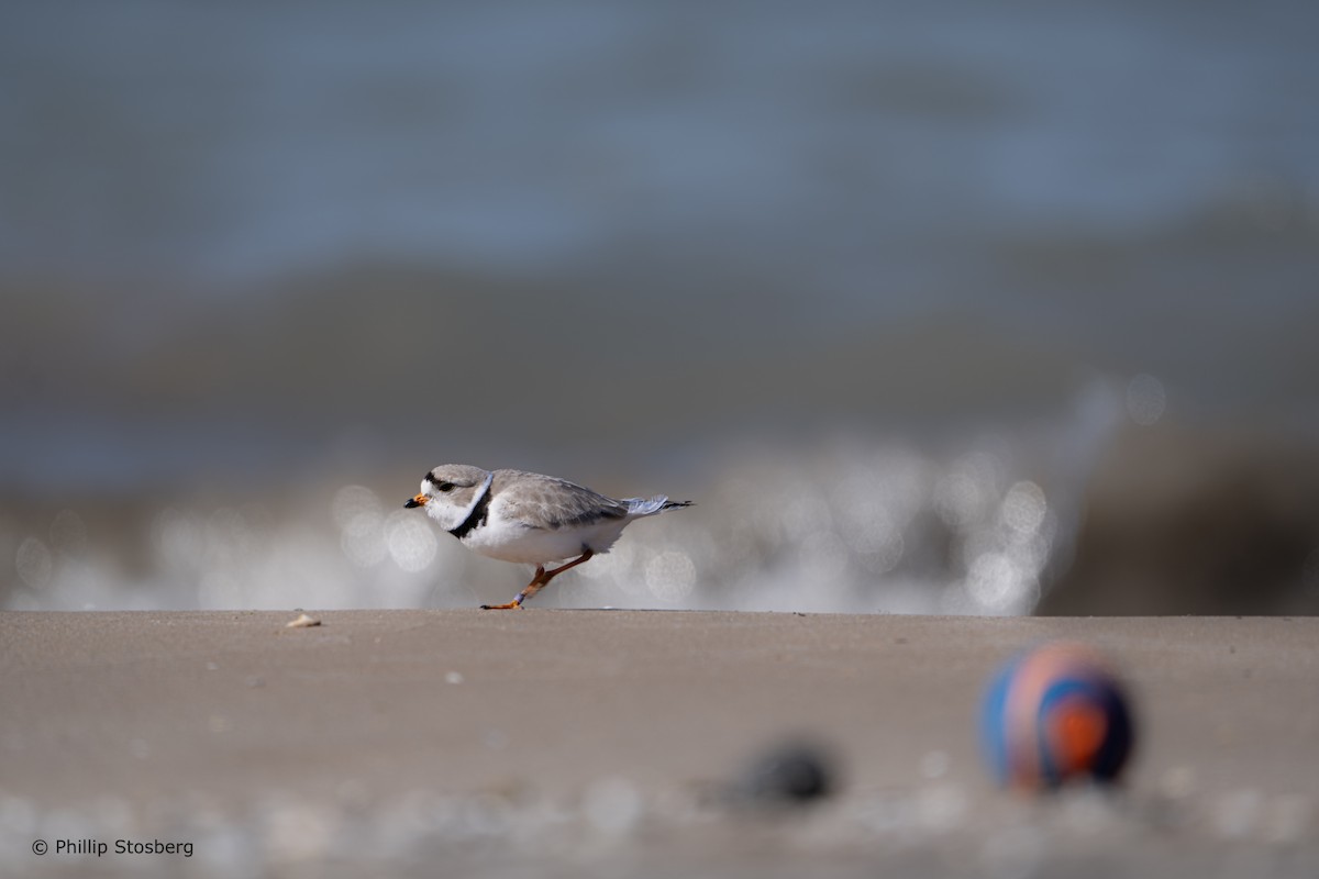 Piping Plover - ML617975318