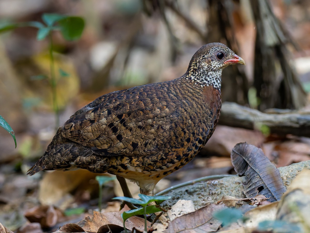 Scaly-breasted Partridge (Tonkin) - Peter Kennerley