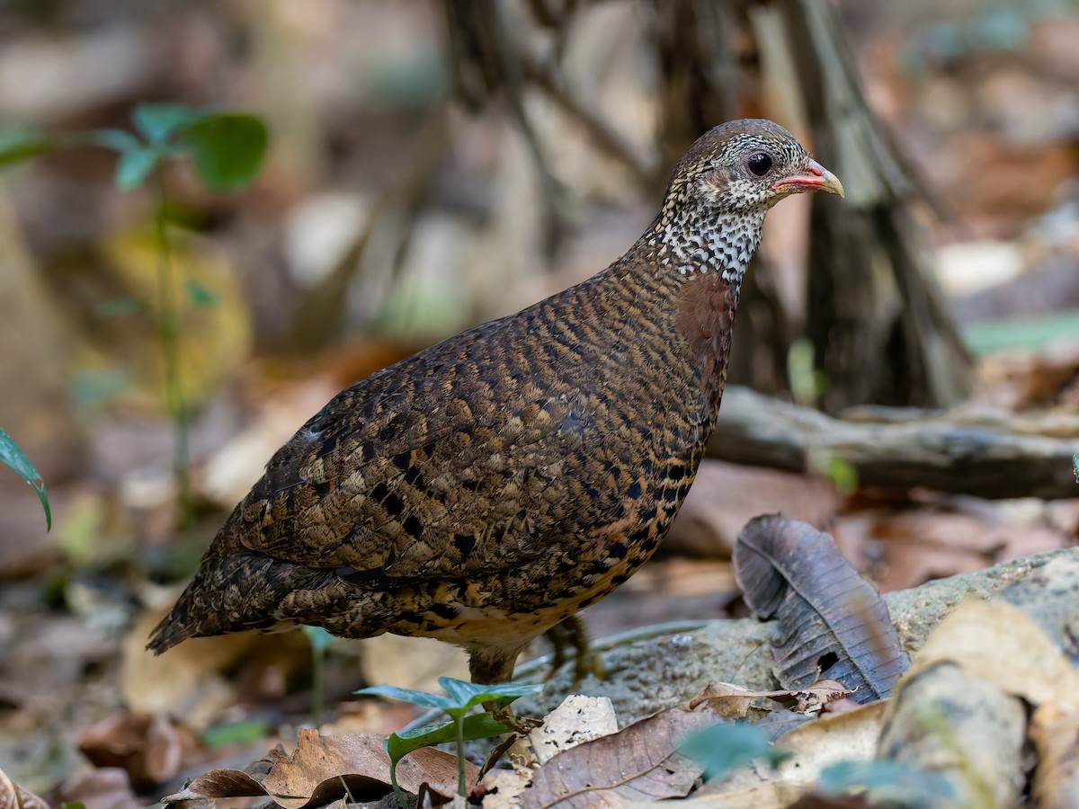 Scaly-breasted Partridge (Tonkin) - ML617975326