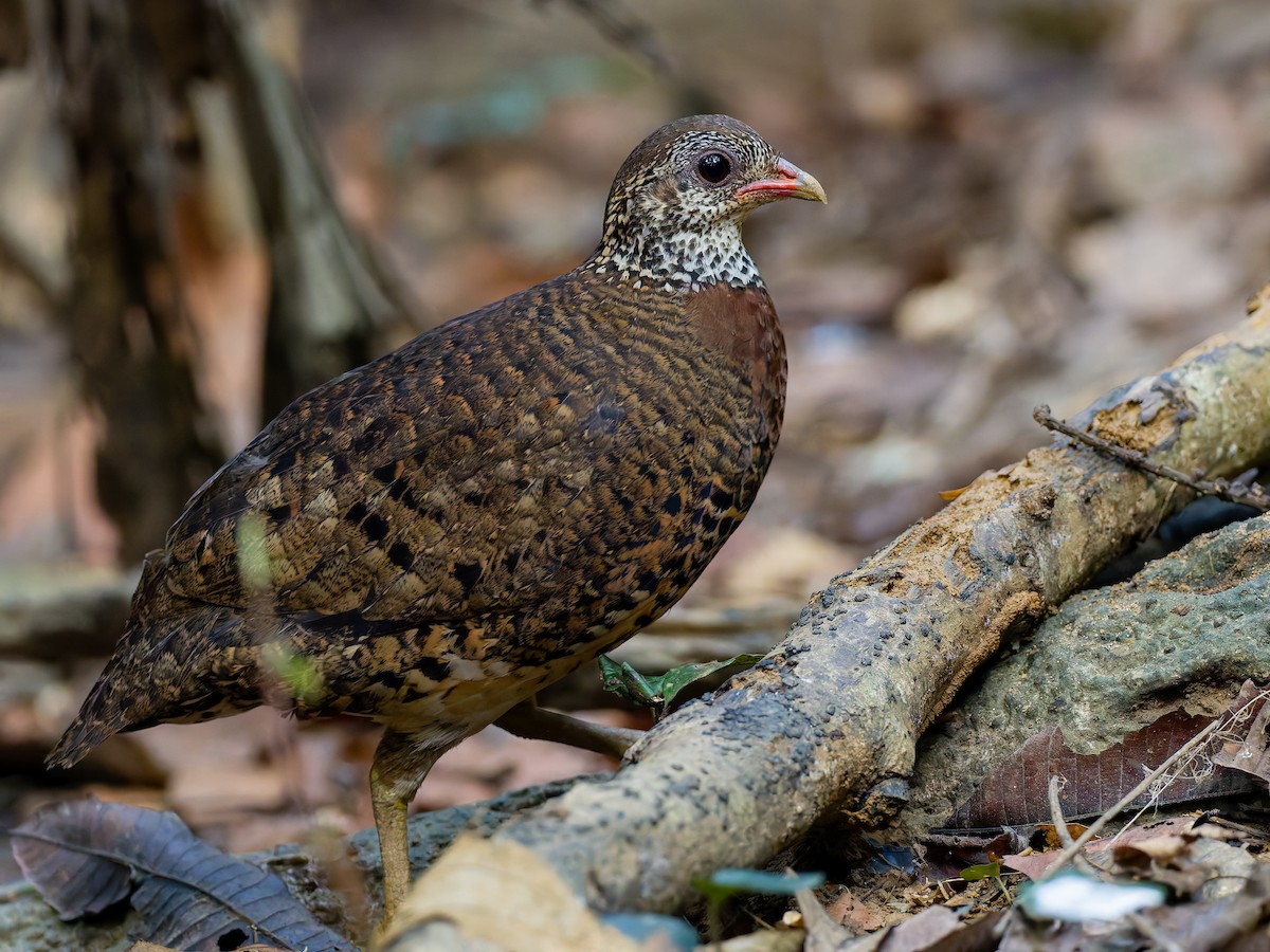 Scaly-breasted Partridge (Tonkin) - ML617975336