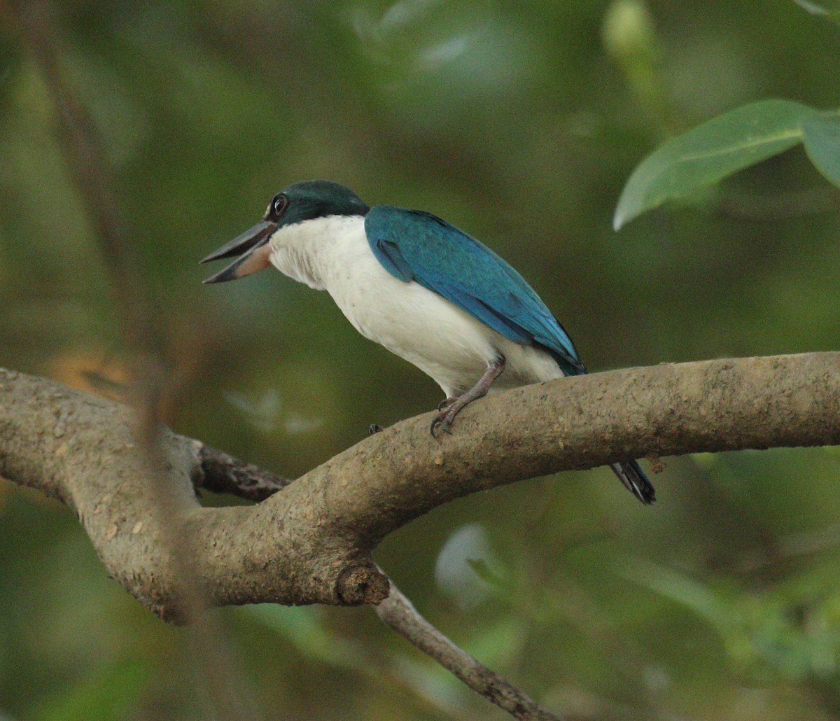 Collared Kingfisher - Savio Fonseca (www.avocet-peregrine.com)