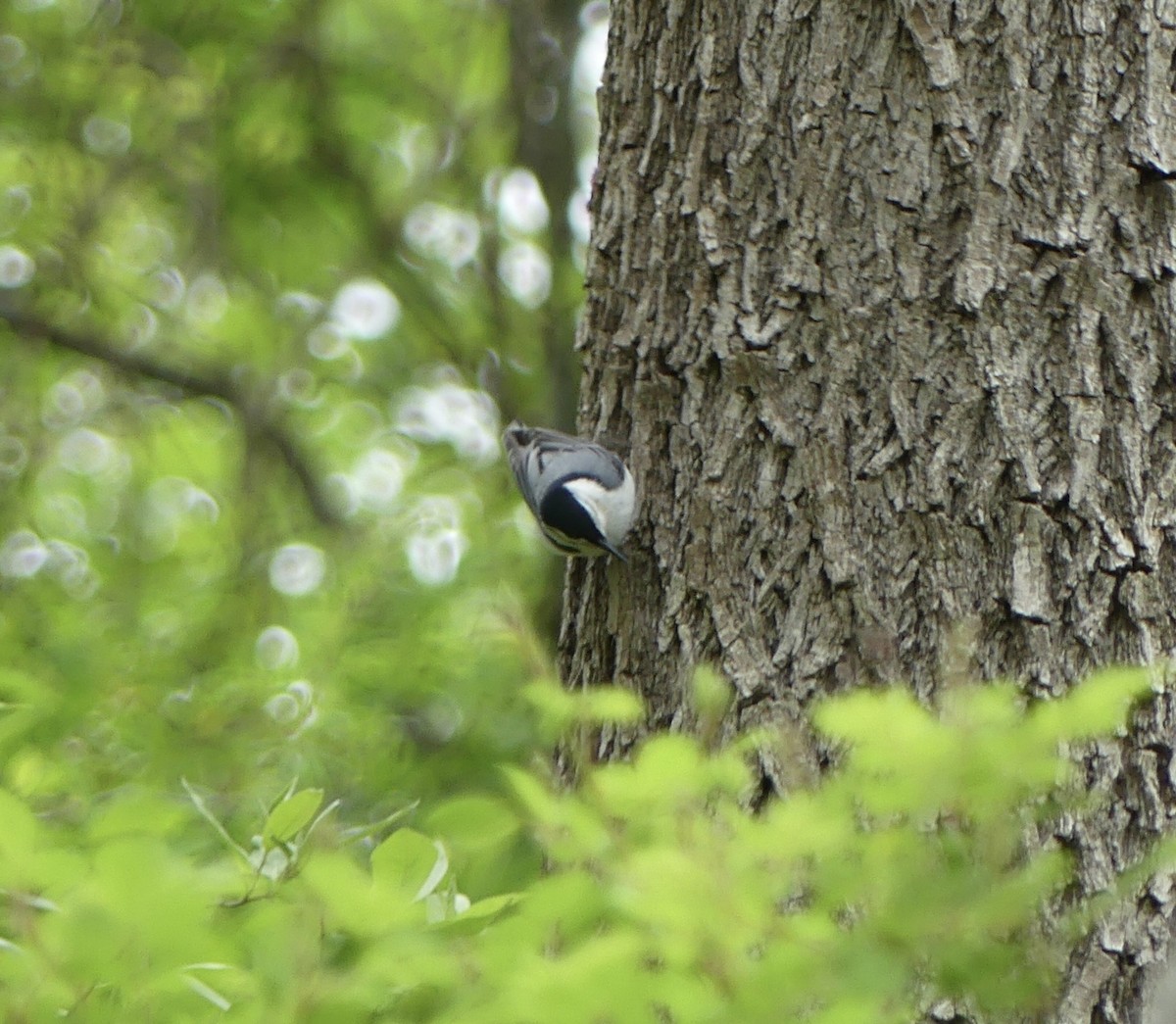 White-breasted Nuthatch - ML617975398