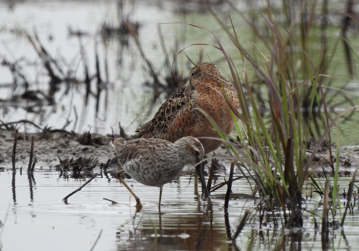 Long-billed Dowitcher - Russlyn M