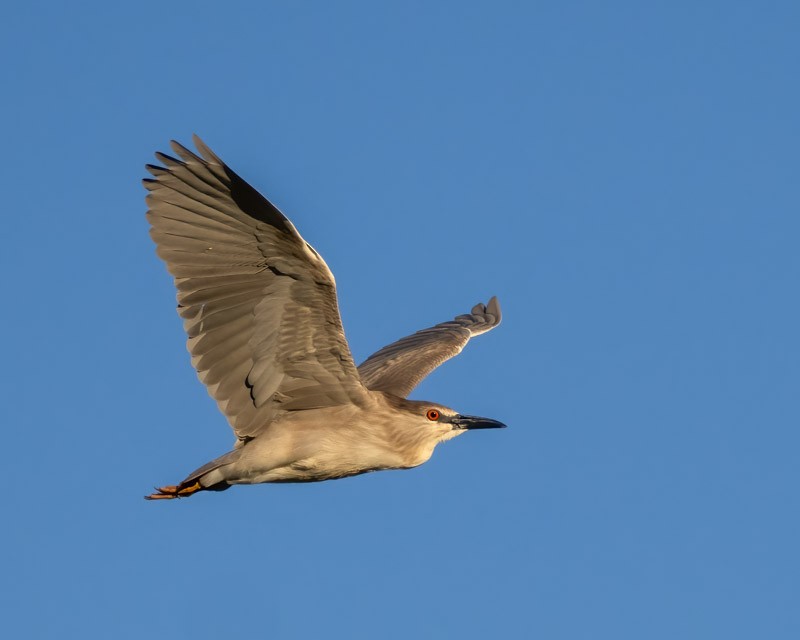 Black-crowned Night Heron - Dan Weisz