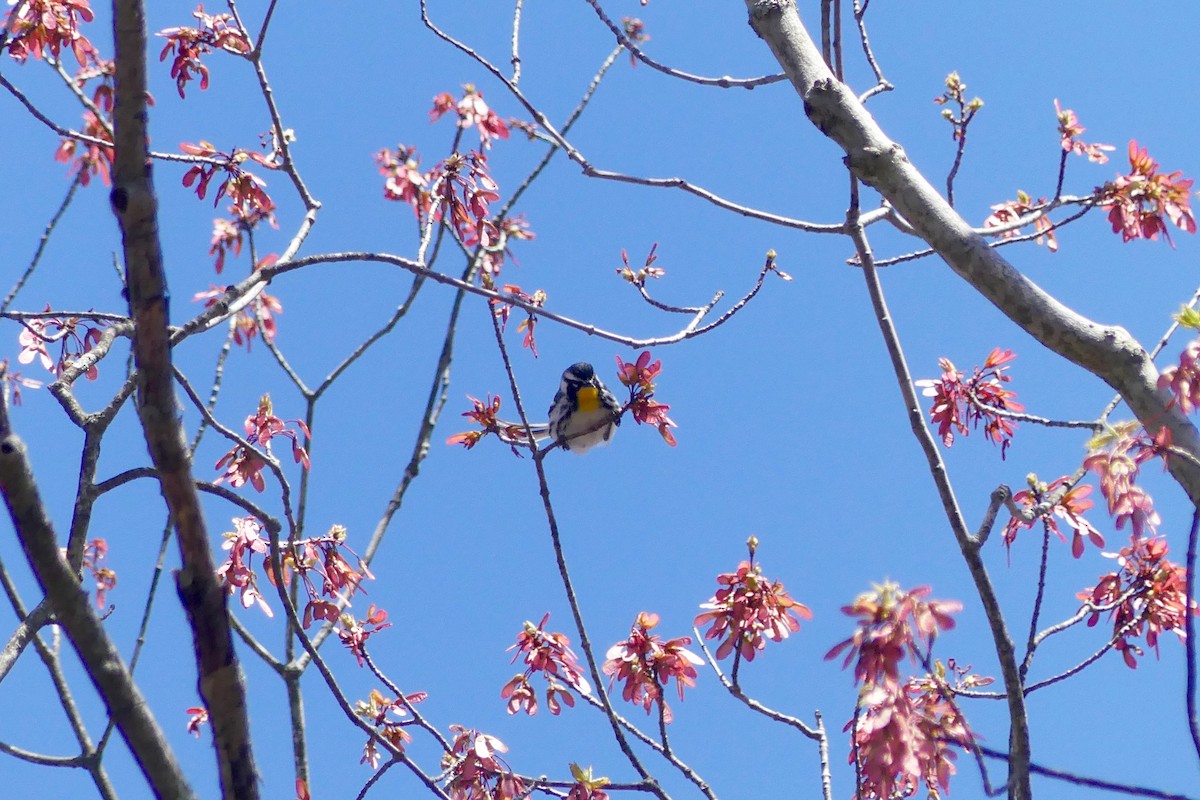 Yellow-throated Warbler - Shai Mitra