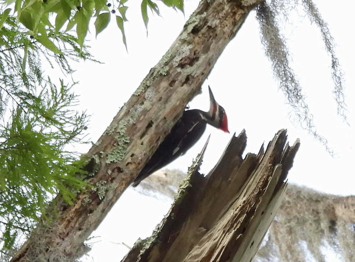 Pileated Woodpecker - Mary Mehaffey