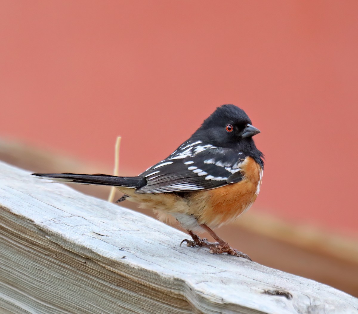 Spotted Towhee - ML617975593
