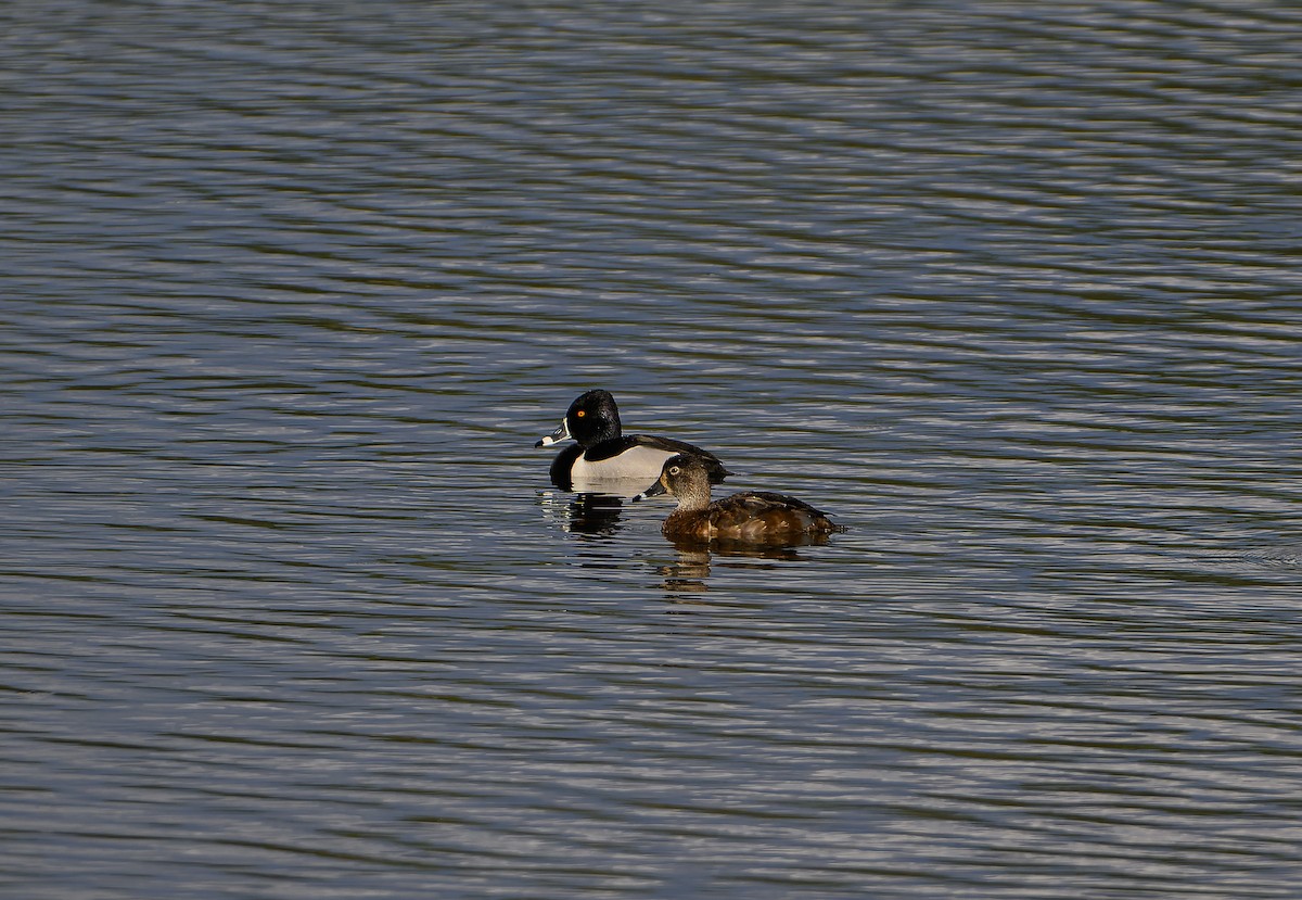 Ring-necked Duck - ML617975621