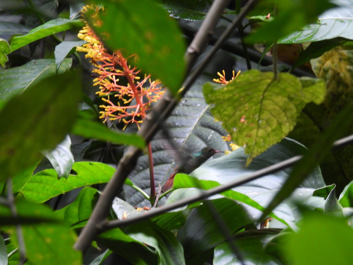 Rufous-tailed Hummingbird - ML617975642