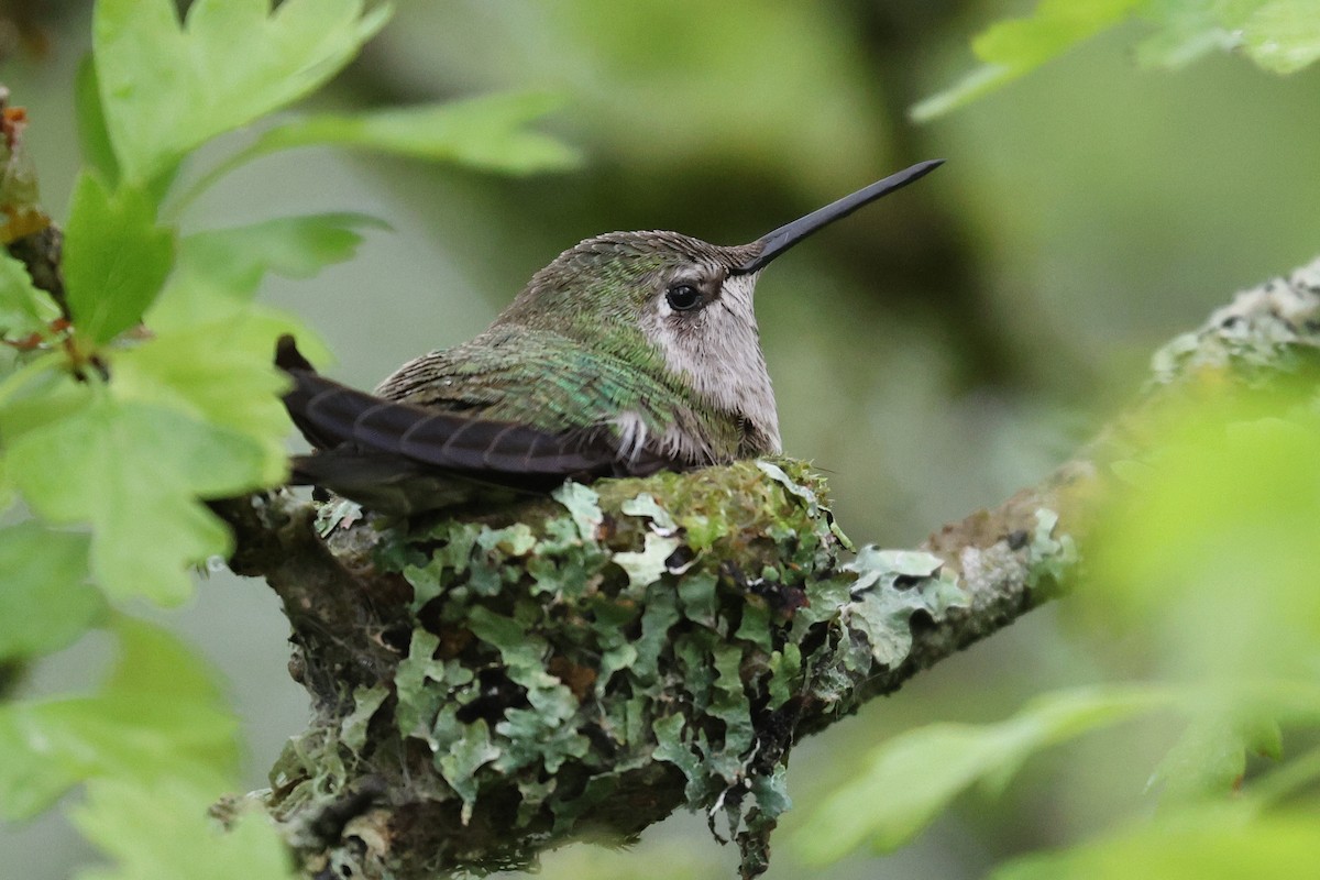 Anna's Hummingbird - ML617975644