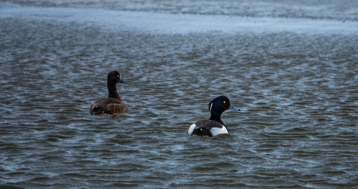 Tufted Duck - ML617975694