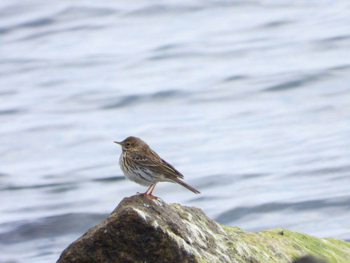 Meadow Pipit - ML617975720