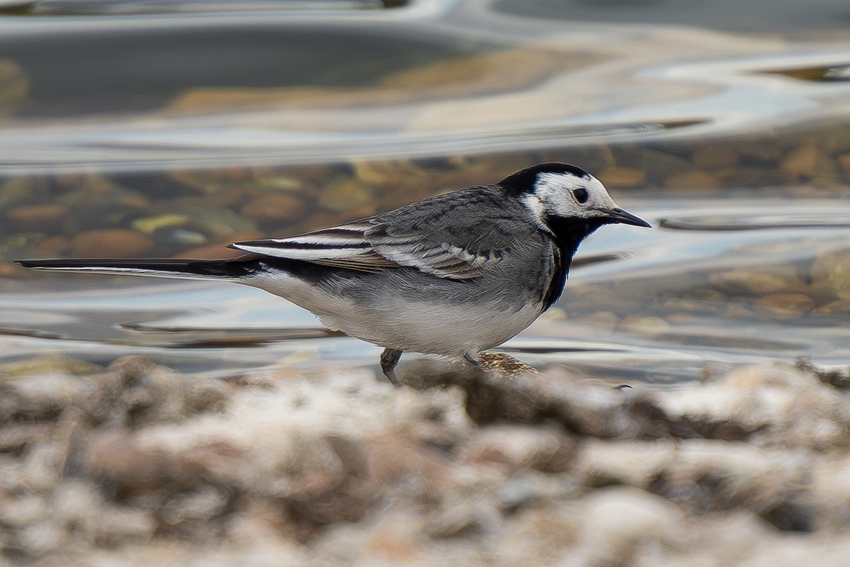 White Wagtail - Timothy Flynn