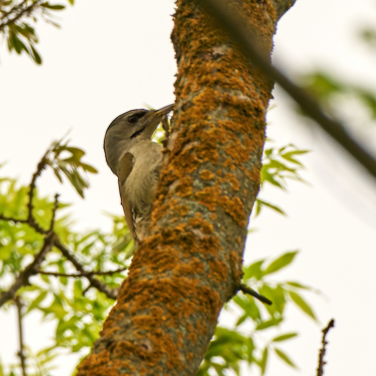 Gray-headed Woodpecker - Tomáš Grim