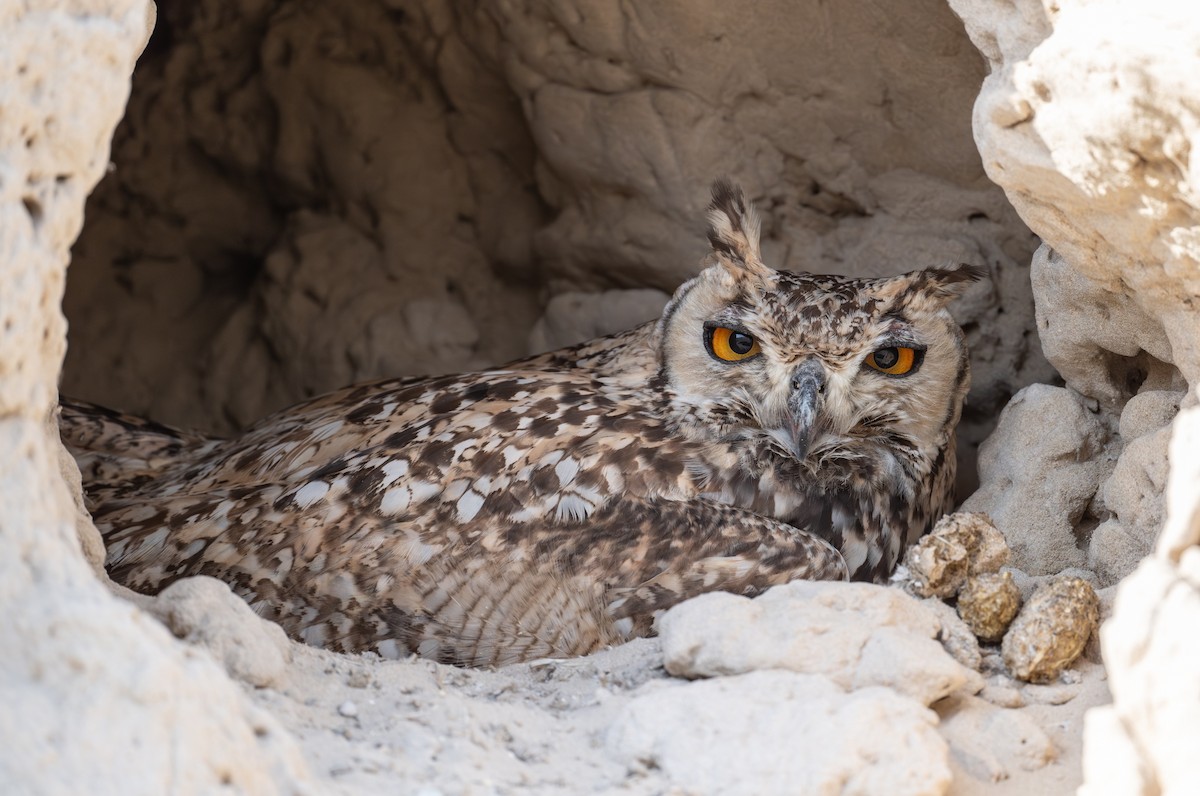 Pharaoh Eagle-Owl - Mohamed  Almazrouei