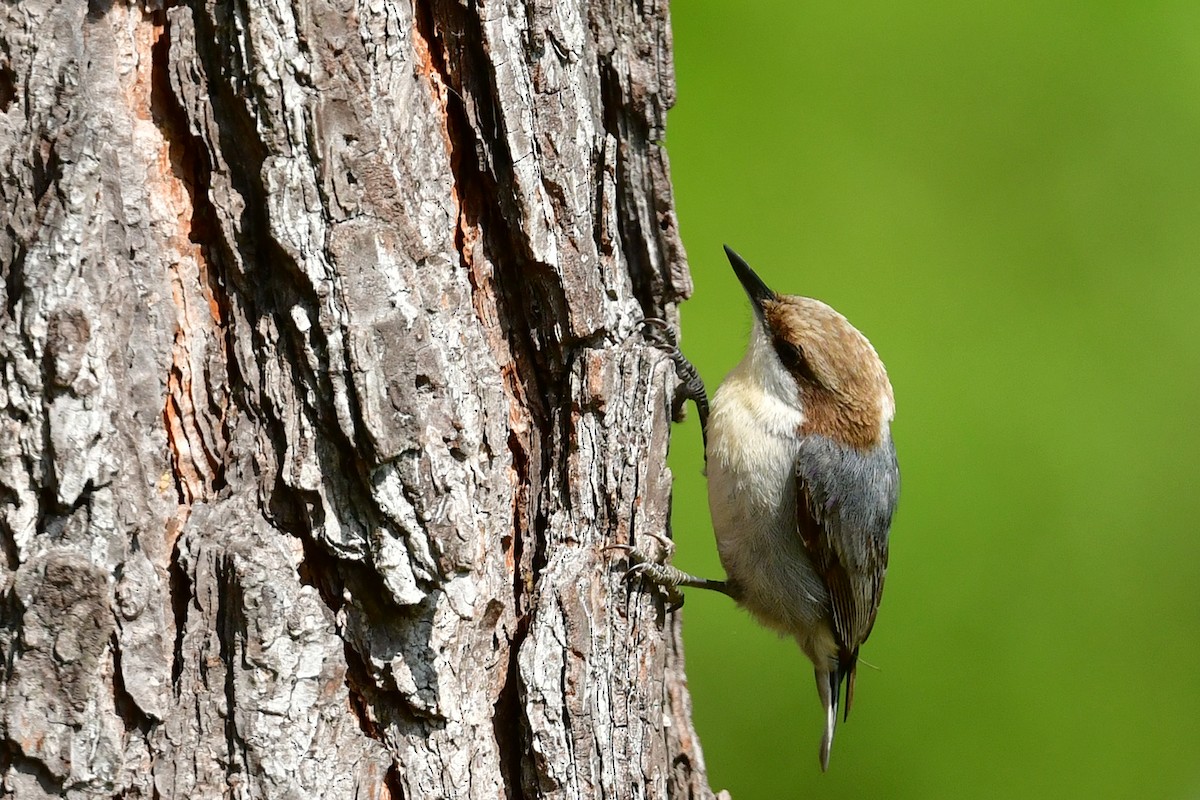Brown-headed Nuthatch - ML617975788