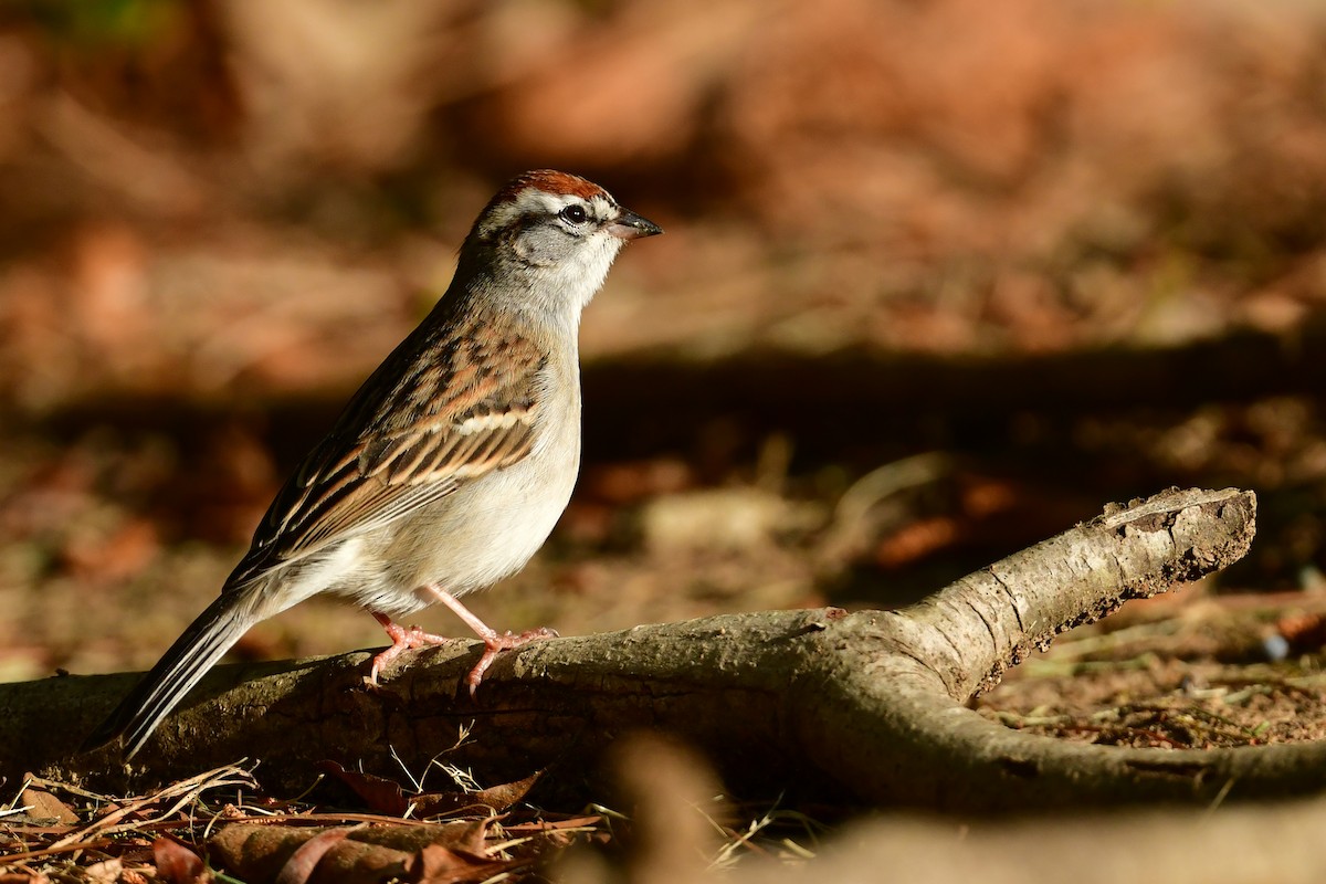 Chipping Sparrow - ML617975801