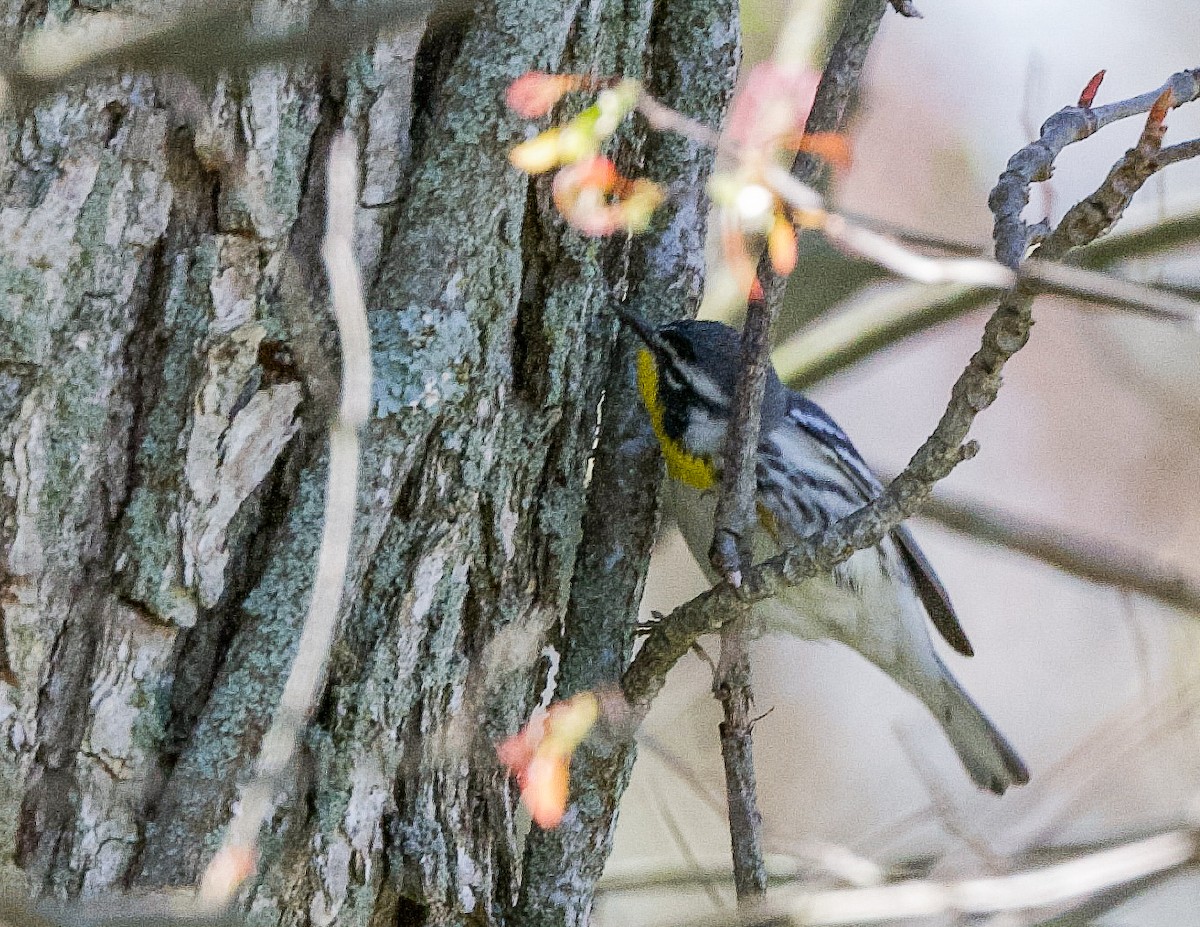 Yellow-throated Warbler - ML617975808