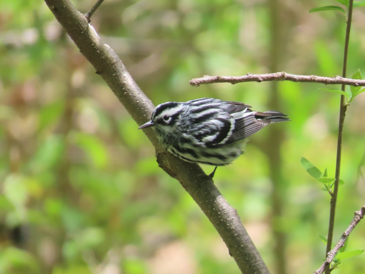 Black-and-white Warbler - ML617975832