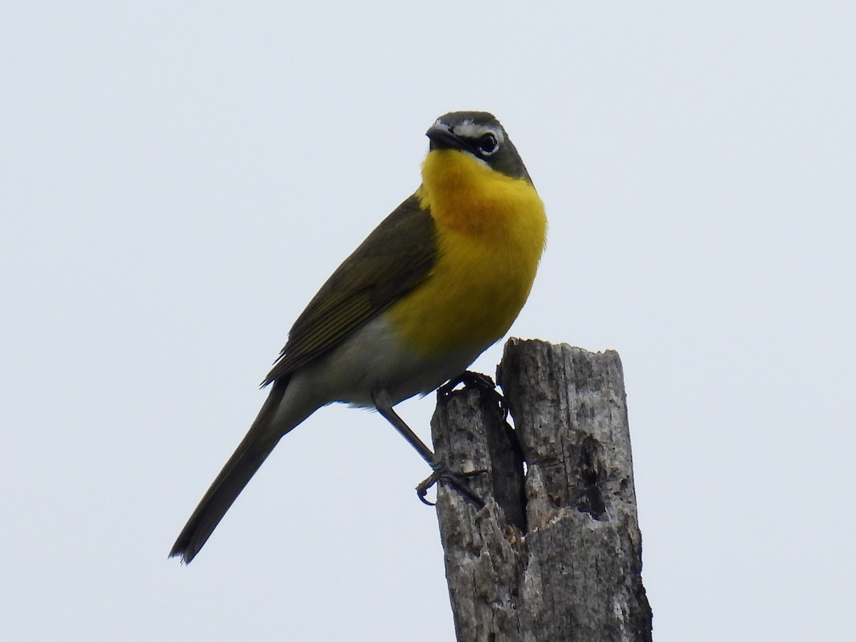 Yellow-breasted Chat - ML617975834