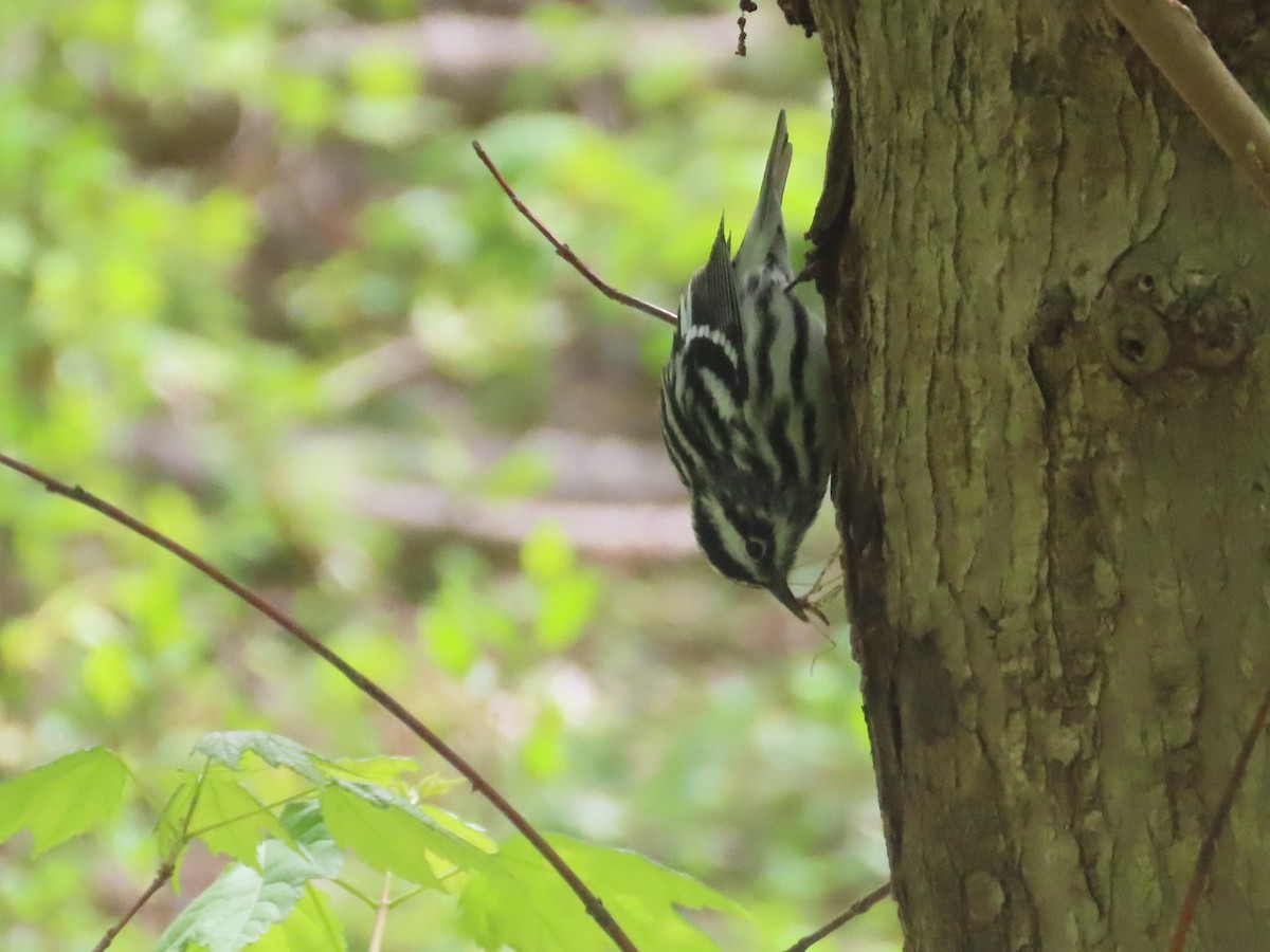 Black-and-white Warbler - ML617975836