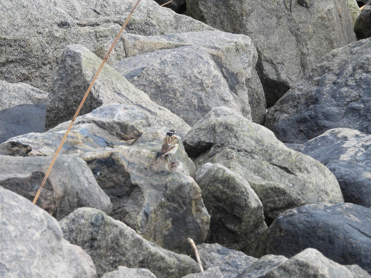 Whinchat - ML617975852