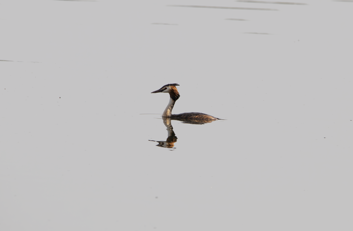 Great Crested Grebe - ML617975949