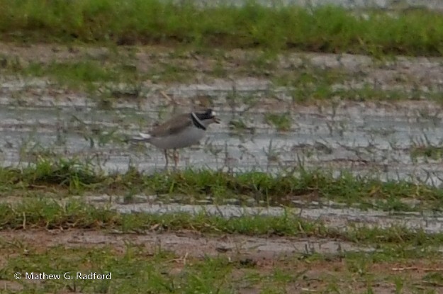 Semipalmated Plover - ML617975959
