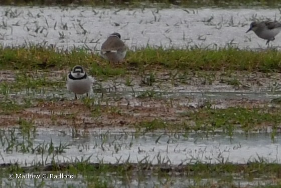 Semipalmated Plover - ML617975960