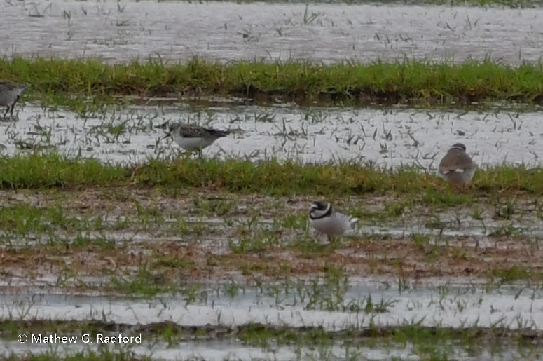 Semipalmated Plover - ML617975961