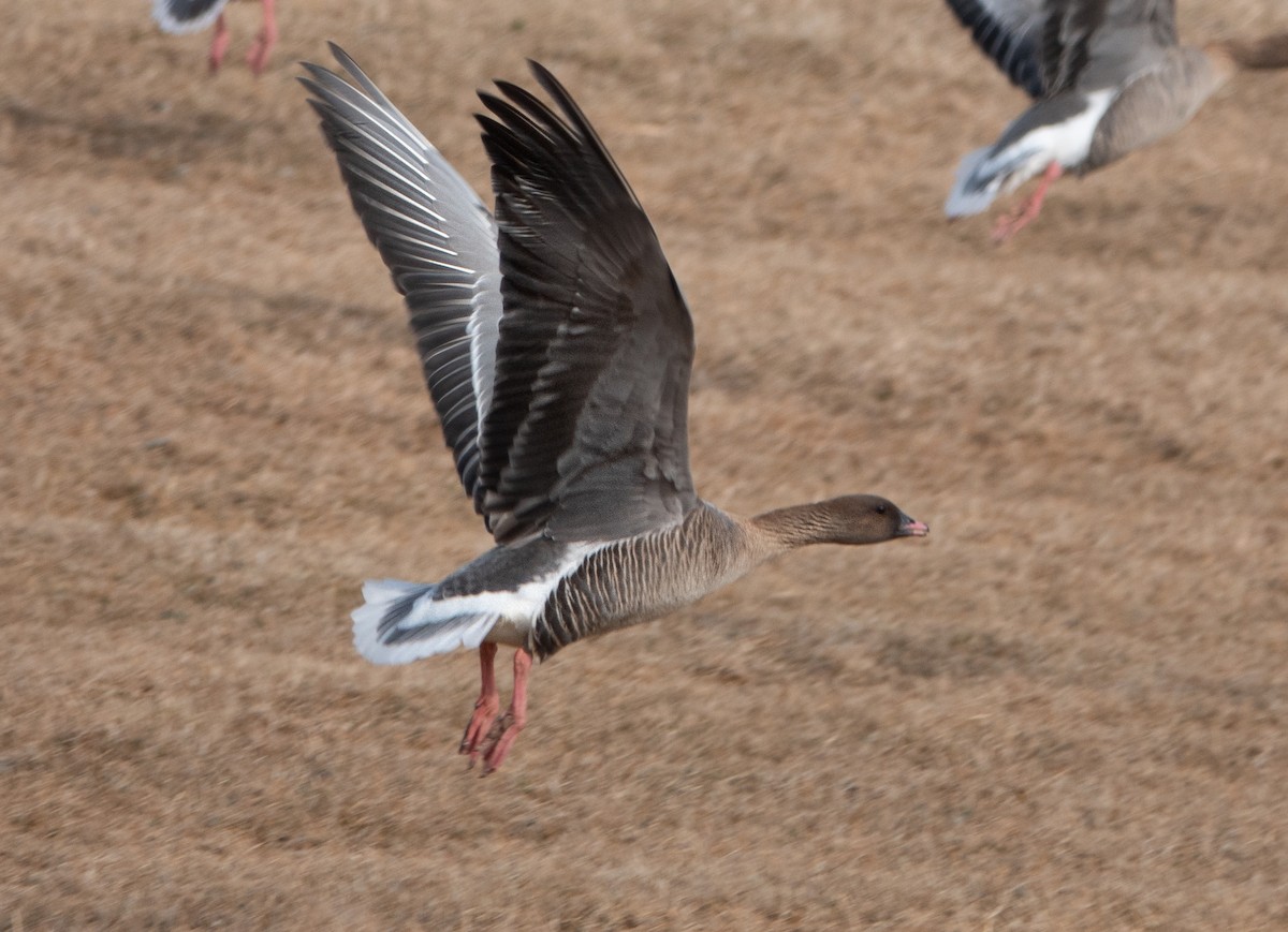 Pink-footed Goose - ML617975962