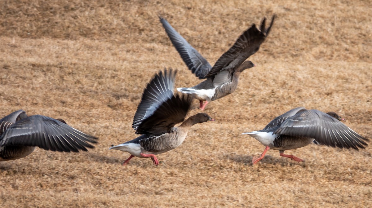 Pink-footed Goose - ML617975963