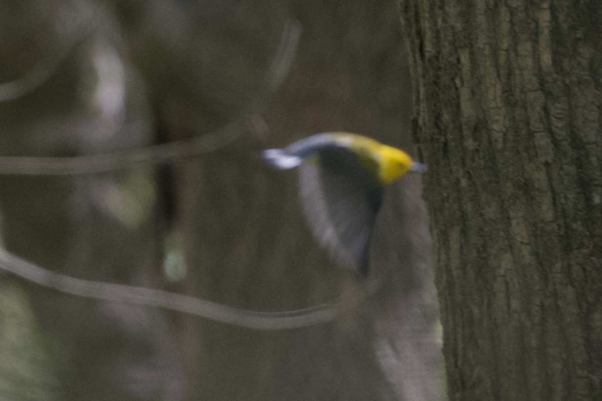 Prothonotary Warbler - ML617975973