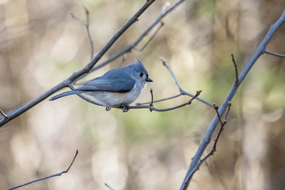 Tufted Titmouse - Jerry Chen