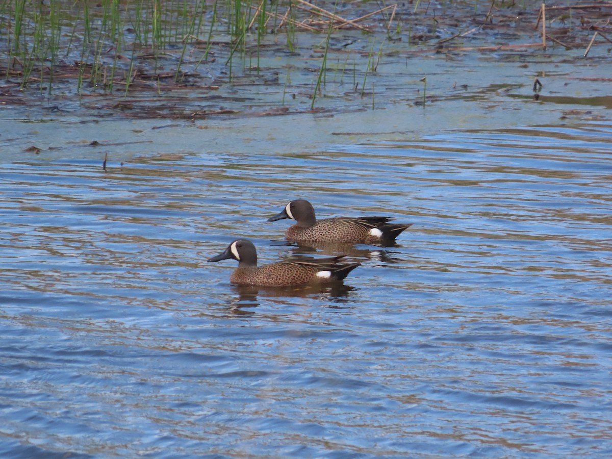 Blue-winged Teal - ML617975984