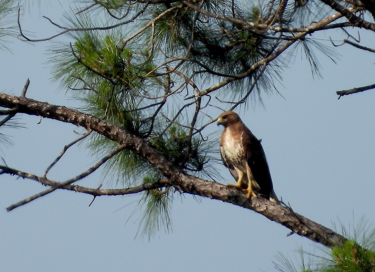 Red-tailed Hawk - ML617976677