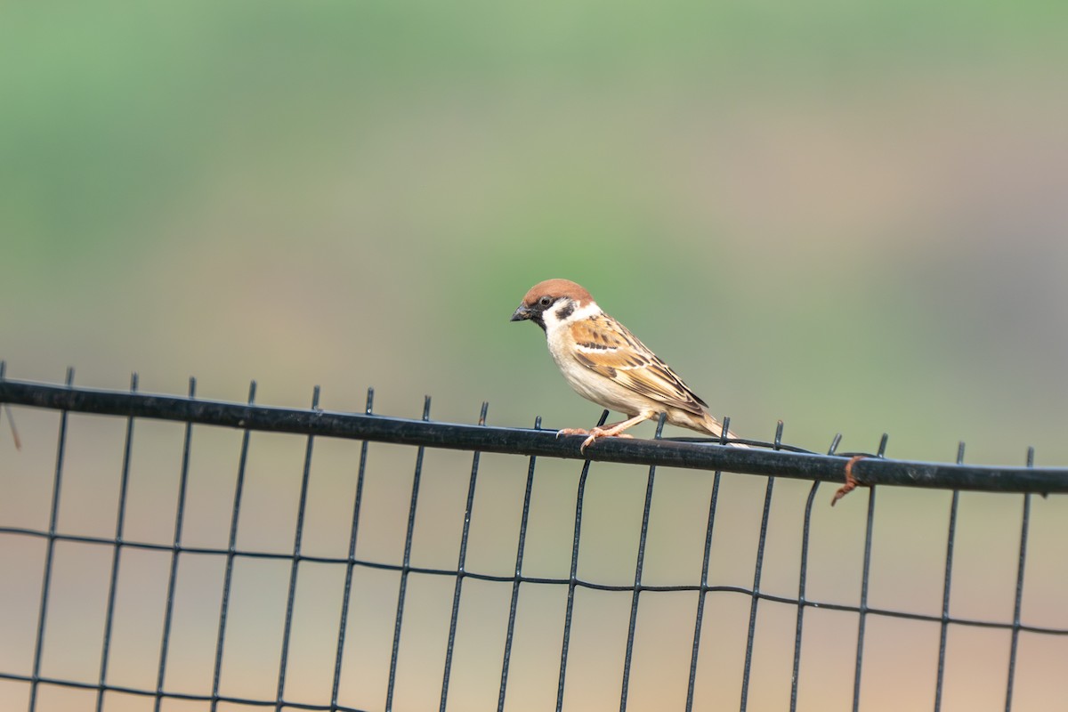 Eurasian Tree Sparrow - ML617976709